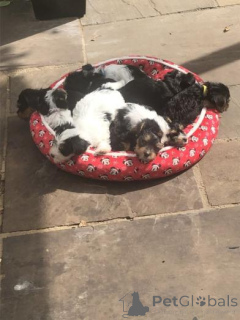 Photo №1. beaver yorkshire terrier - for sale in the city of Ežerėlis | negotiated | Announcement № 159987