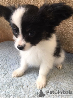 Photo №3. Papillon puppies with Pedigree for adoption. Netherlands