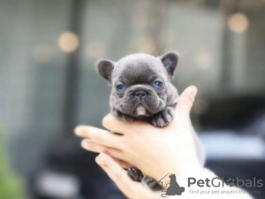 Photo №2 to announcement № 64578 for the sale of french bulldog - buy in Germany private announcement