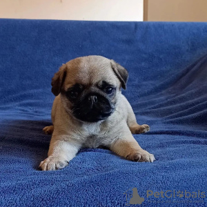 Photo №2 to announcement № 78376 for the sale of pug - buy in United Kingdom private announcement