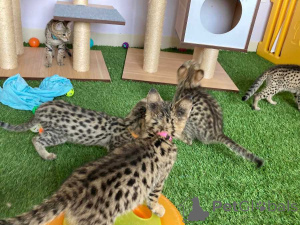Photo №1. savannah cat - for sale in the city of Berlin | 500$ | Announcement № 174490