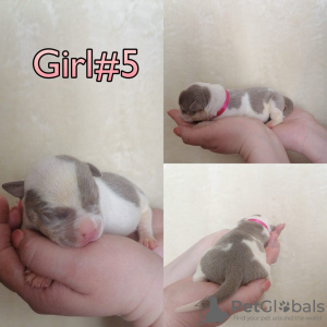 Photo №4. I will sell american bully in the city of Serov. from nursery - price - negotiated