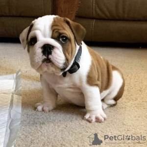 Photo №1. english bulldog - for sale in the city of Мадрид | negotiated | Announcement № 116153