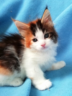 Photo №2 to announcement № 6145 for the sale of maine coon - buy in Russian Federation from nursery, breeder