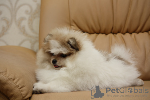 Photo №1. pomeranian - for sale in the city of Dnipro | 1183$ | Announcement № 7629