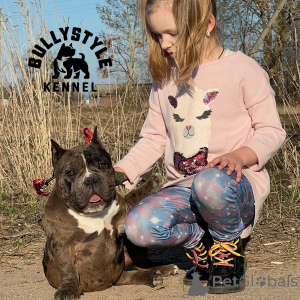 Photo №2 to announcement № 138737 for the sale of american bully - buy in Latvia from nursery