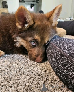 Photo №2 to announcement № 136349 for the sale of german shepherd - buy in Germany breeder