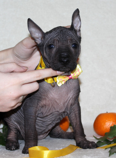 Photo №4. I will sell mexican hairless dog in the city of Moscow. from nursery - price - 1279$
