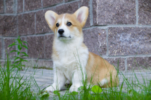 Photo №4. I will sell welsh corgi in the city of Москва. private announcement - price - 536$