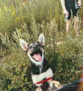 Photo №3. Wonderful, playful Skoda girl looking for a home!. Russian Federation