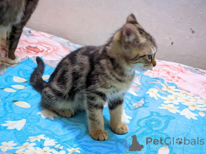Photo №2 to announcement № 138913 for the sale of american shorthair - buy in Germany private announcement, breeder