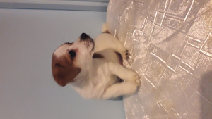 Photo №1. jack russell terrier - for sale in the city of St. Petersburg | 260$ | Announcement № 2723