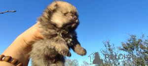 Additional photos: Pomeranian Spitz puppies