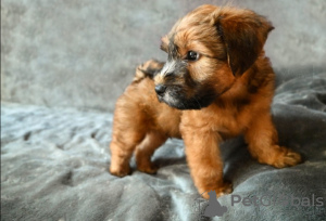 Photo №4. I will sell soft-coated wheaten terrier in the city of Ален. private announcement - price - 2392$