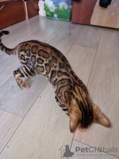 Photo №4. I will sell bengal cat in the city of Minsk. from nursery, breeder - price - 1200$