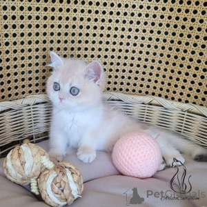 Photo №3. Purebred British Shorthair with Charming Personality for Sale Sell. France