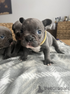 Photo №1. french bulldog - for sale in the city of Miami | 300$ | Announcement № 93435