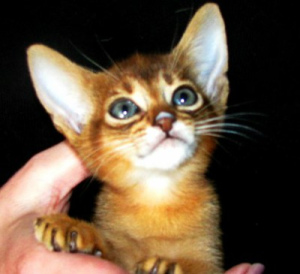 Photo №1. abyssinian cat - for sale in the city of Kobrin | 500$ | Announcement № 826