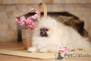 Photo №1. german spitz - for sale in the city of Minsk | 600$ | Announcement № 30650