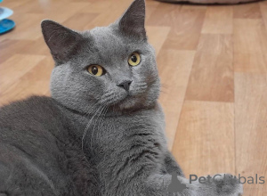 Photo №4. I will sell british shorthair in the city of Khimki. from the shelter - price - Is free