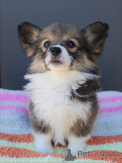 Photo №4. I will sell welsh corgi in the city of Karlsruhe. breeder - price - negotiated