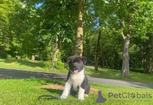 Additional photos: Awesome Akita puppies