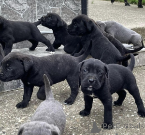 Photo №2 to announcement № 137391 for the sale of cane corso - buy in Serbia private announcement