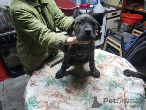 Additional photos: Cane Corso puppies