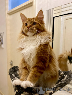 Photo №1. maine coon - for sale in the city of Boston | negotiated | Announcement № 158077