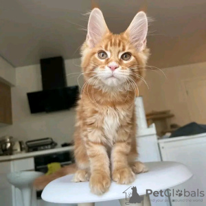 Photo №4. I will sell maine coon in the city of Вашингтон. private announcement - price - 400$