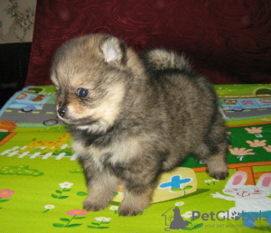 Additional photos: Pomeranian Spitz, sable puppies!