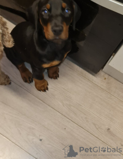 Photo №2 to announcement № 131482 for the sale of dobermann - buy in Belgium private announcement, breeder
