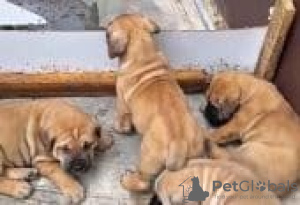 Photo №1. english bulldog - for sale in the city of Paris | Is free | Announcement № 128829