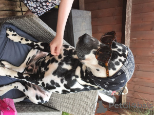 Additional photos: Awesome Dalmatian puppies