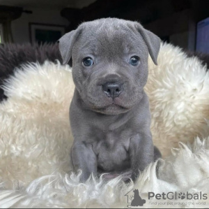 Photo №1. american staffordshire terrier - for sale in the city of Москва | negotiated | Announcement № 117626