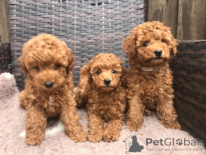 Photo №3. Cute Toy poodle puppies available for free adoption. Germany