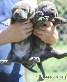 Additional photos: Cane Corso puppies