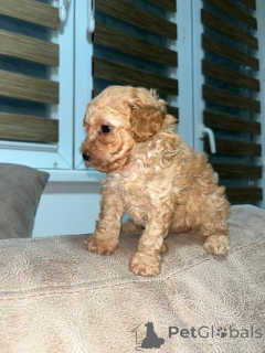 Photo №4. I will sell poodle (dwarf) in the city of Belgrade. breeder - price - negotiated