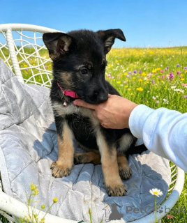 Photo №1. german shepherd - for sale in the city of Ansbach | negotiated | Announcement № 173483
