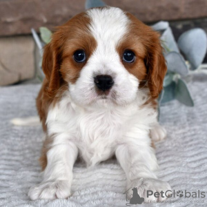 Photo №1. cavalier king charles spaniel - for sale in the city of Даллас | 300$ | Announcement № 45808