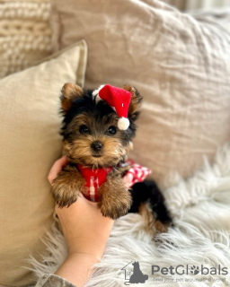 Photo №2 to announcement № 133408 for the sale of yorkshire terrier - buy in United States breeder