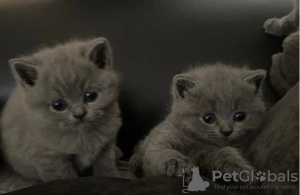 Photo №1. british shorthair - for sale in the city of Grevena | Is free | Announcement № 90167