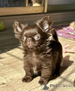 Photo №1. chihuahua - for sale in the city of Munich | negotiated | Announcement № 159375