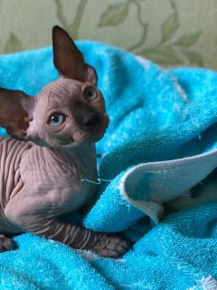 Photo №2 to announcement № 2221 for the sale of sphynx cat - buy in Russian Federation 