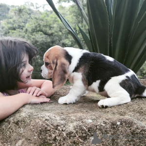 Photo №3. 12 week old Boy and girl beagle puppies looking for their new homes. Germany