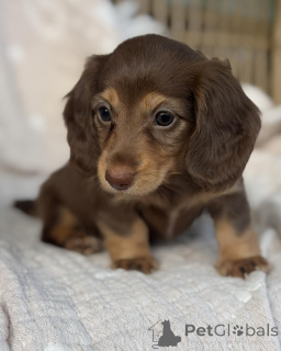Photo №3. Adorable Mini Dachshund Puppies Loving Sausage Dogs Ready for Their Forever. Czech Republic