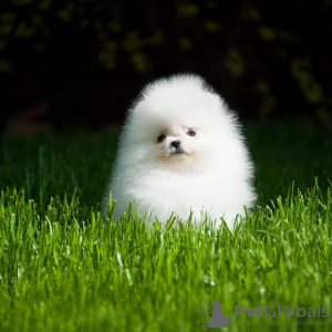 Additional photos: pomeranian