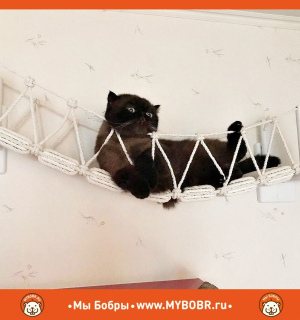 Photo №2. Furniture for dogs and cats in Russian Federation. Price - 51$. Announcement № 5280