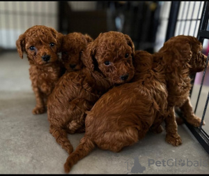 Photo №1. poodle (toy) - for sale in the city of Мадрид | 475$ | Announcement № 122922