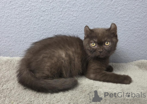 Photo №1. american curl - for sale in the city of Baienfurt | 361$ | Announcement № 177960